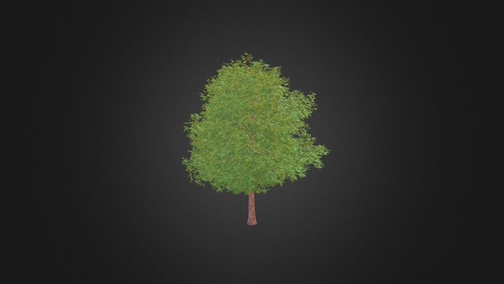 Sweetgum Tree (Liquidambar styraciflua) 11.3m 3D Model