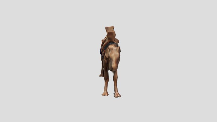 camel 3D Model