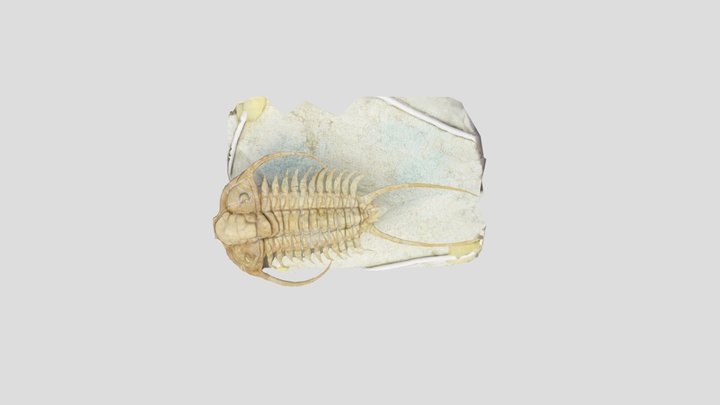 Ordovician trilobite fossil Paraceraurus 3D Model