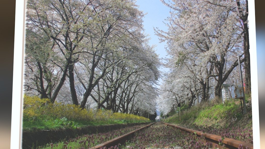 Train Track Sakura Tunnel