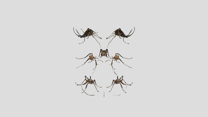 Mosquito Species Chart 3D Model