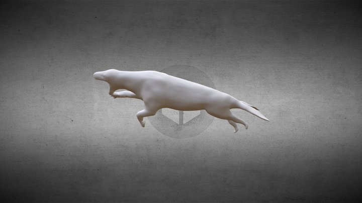T Pose1 T Pose1 Leopard Seal V43 3D Model