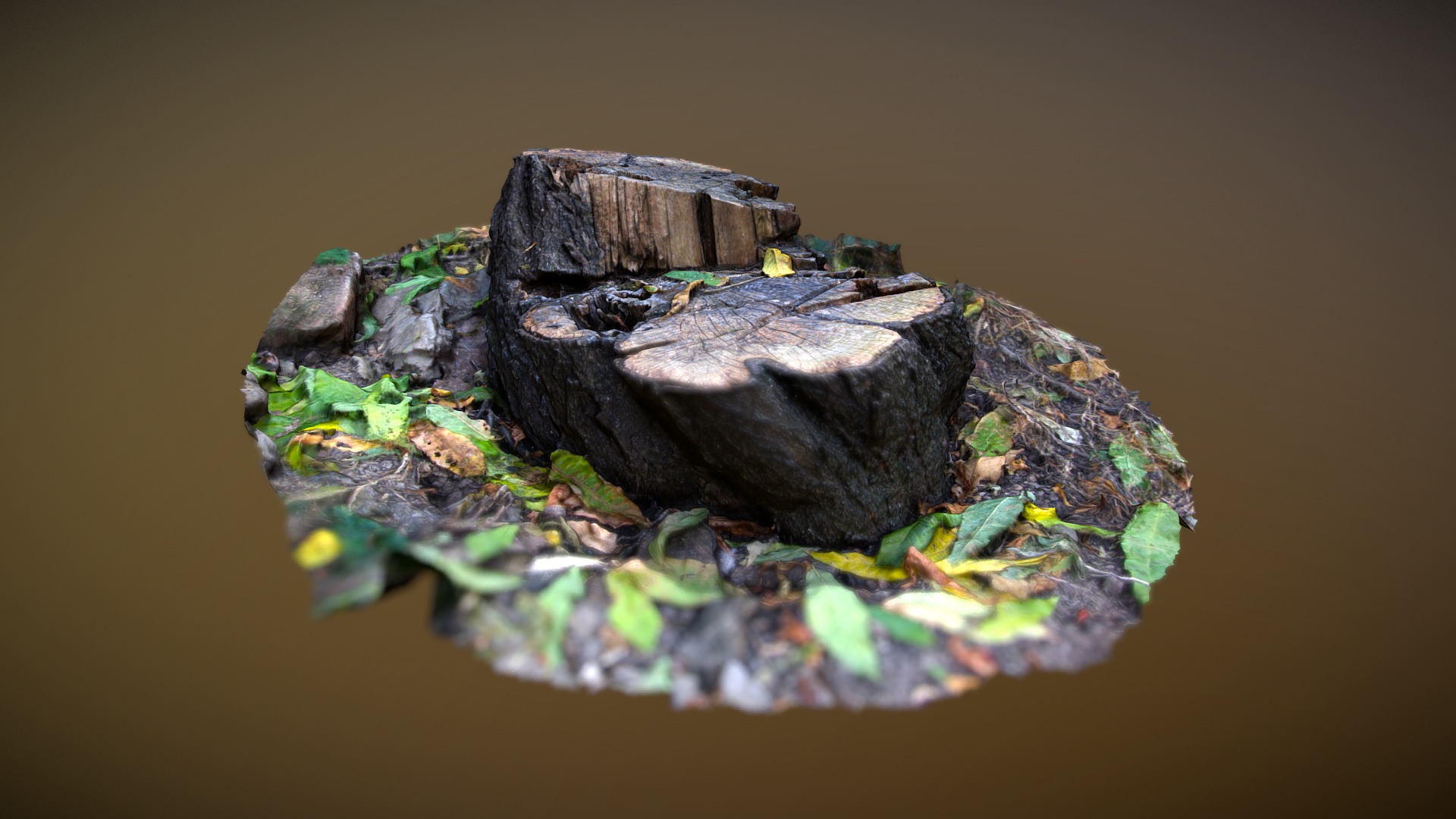 3D model Old Trunk - This is a 3D model of the Old Trunk. The 3D model is about a turtle on a rock.