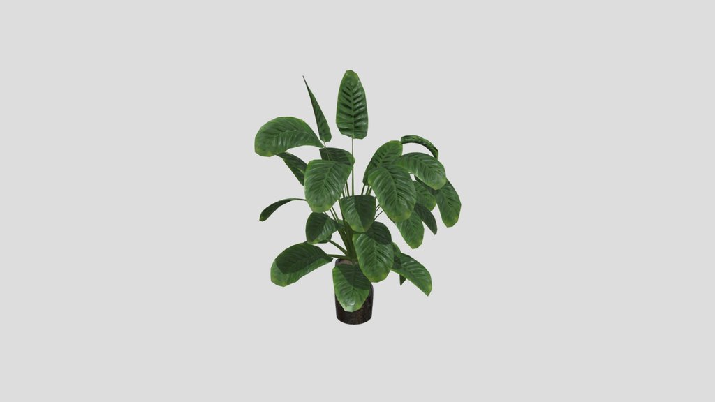 Sj Monstera 09