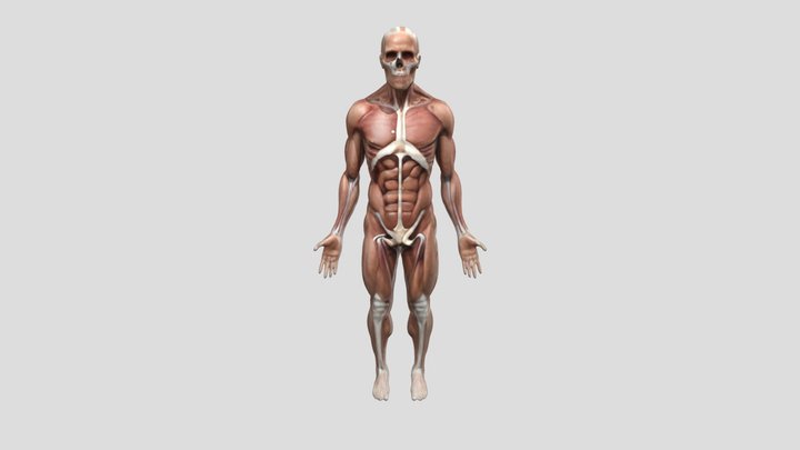 Anatomy Study Guide 3D Model