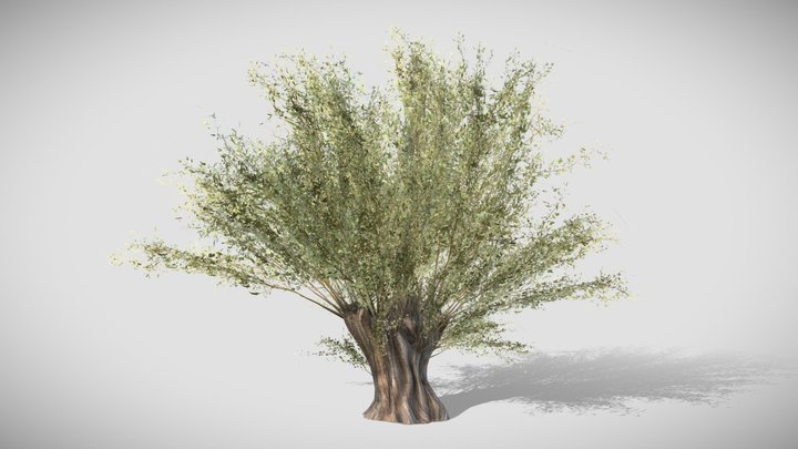 Willow Salix fragilis 3D Model