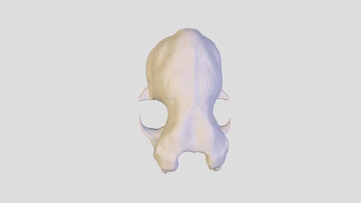 L. cinereus Skull 3D Model