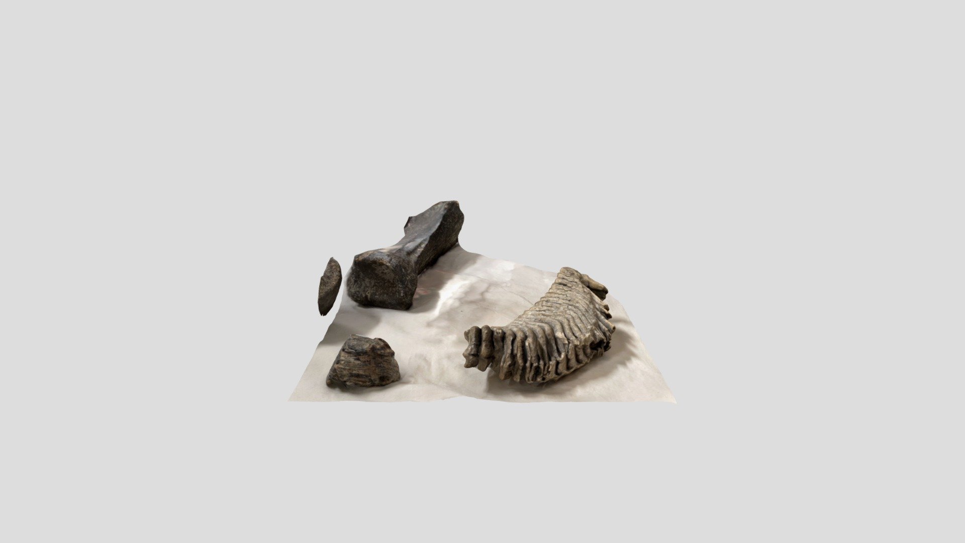 Funny looking fossil - Download Free 3D model by Bxthanyi [2c0cb91 ...