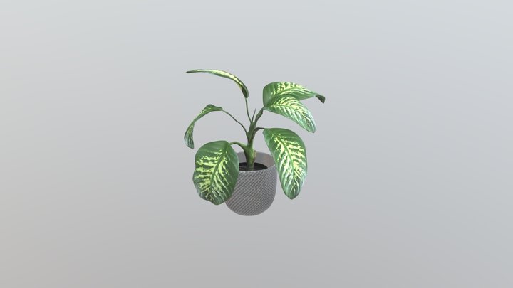Dieffenbachia 3D Model