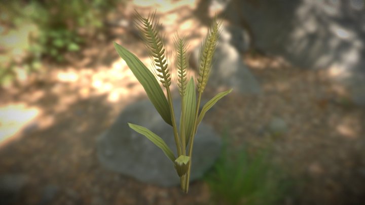Wheat Plant 3D Model
