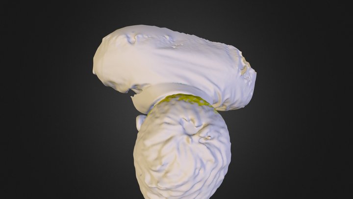 Ian 3D Model