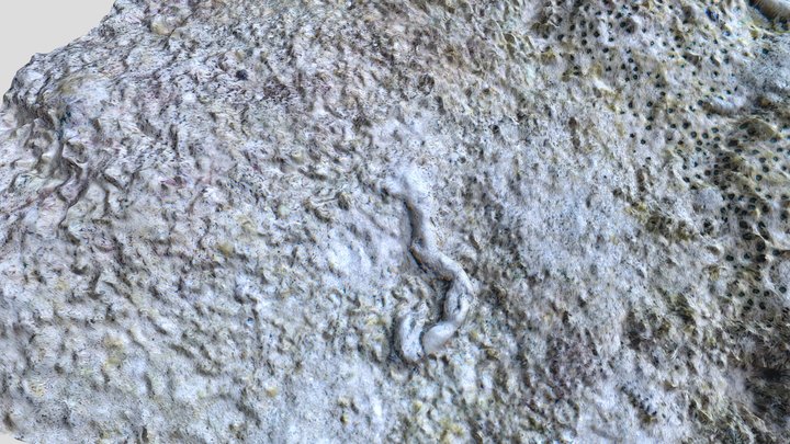 Reef floor fragment – Free 3D Model STL