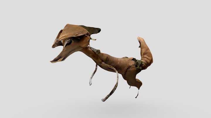 王様の狐 3D Model