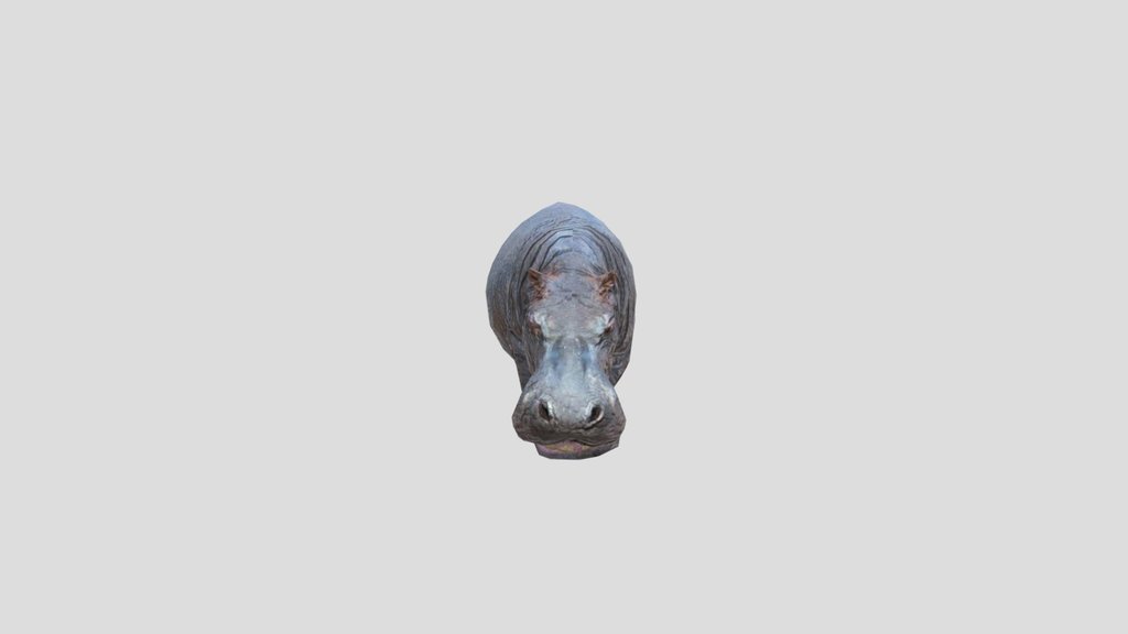 Hippopotamus