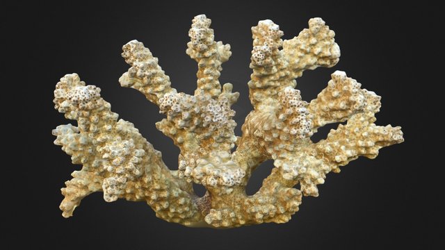 Pocillopora verrucosa fresh sample 3D Model