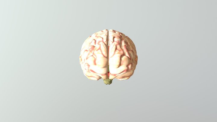 Brain Obj 3D Model
