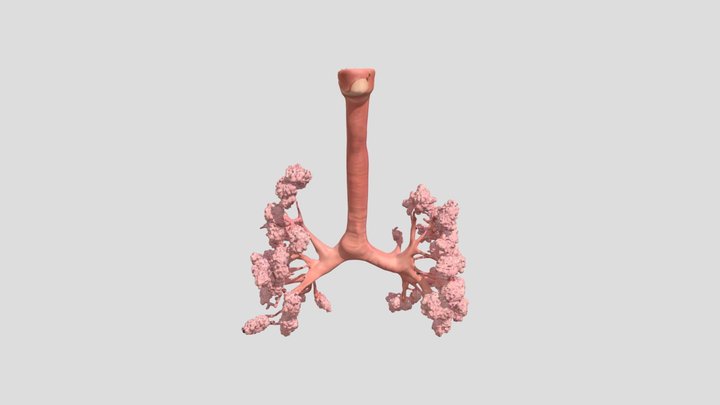 Respiratory Tree Diagram 3D Model