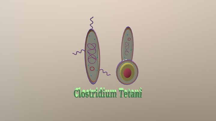 Micro UGHS Clostridium Tetani JO AS JR 3D Model