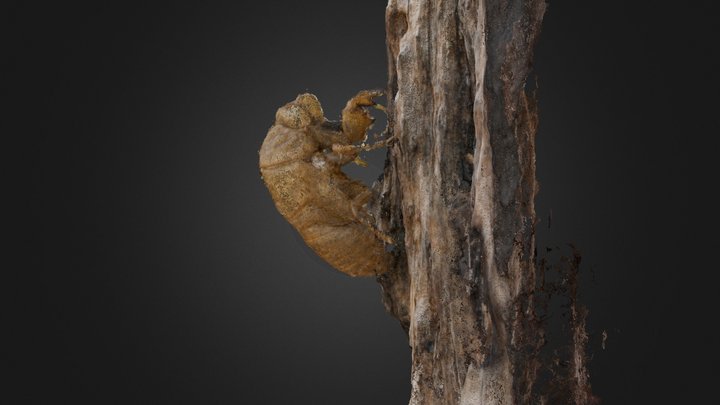 Cicada Shell 3D Model