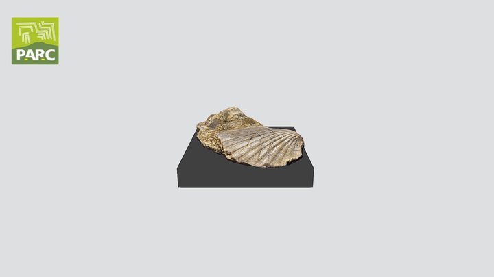 Banco Piccolo 29 03 2022 3D Model