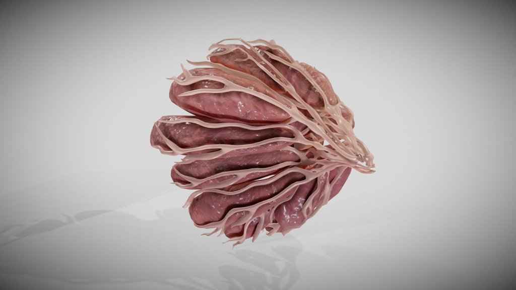 Female Breast Anatomy 3D model