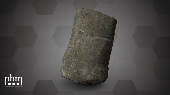 Calamites communis (NHMW-GEO-2024/0188/10965) – Free 3D Model STL