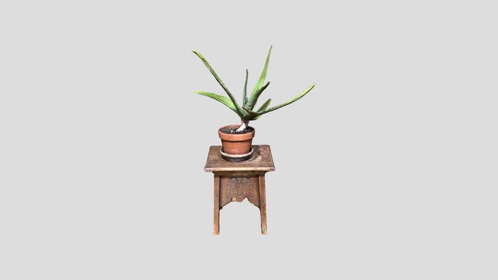 Aloe Vera 3D Model
