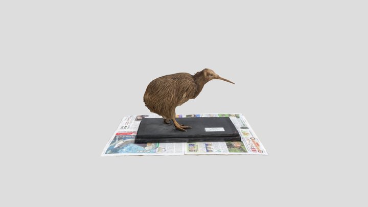 キウイ_剥製_天王寺動物園 3D Model