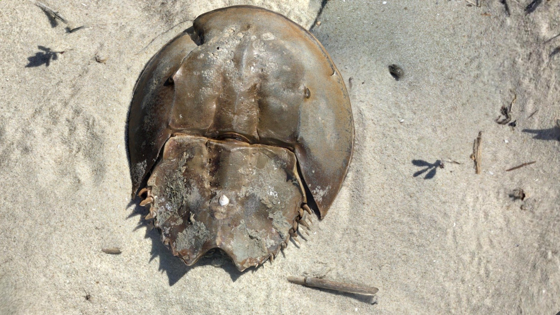 Horseshoe Crab