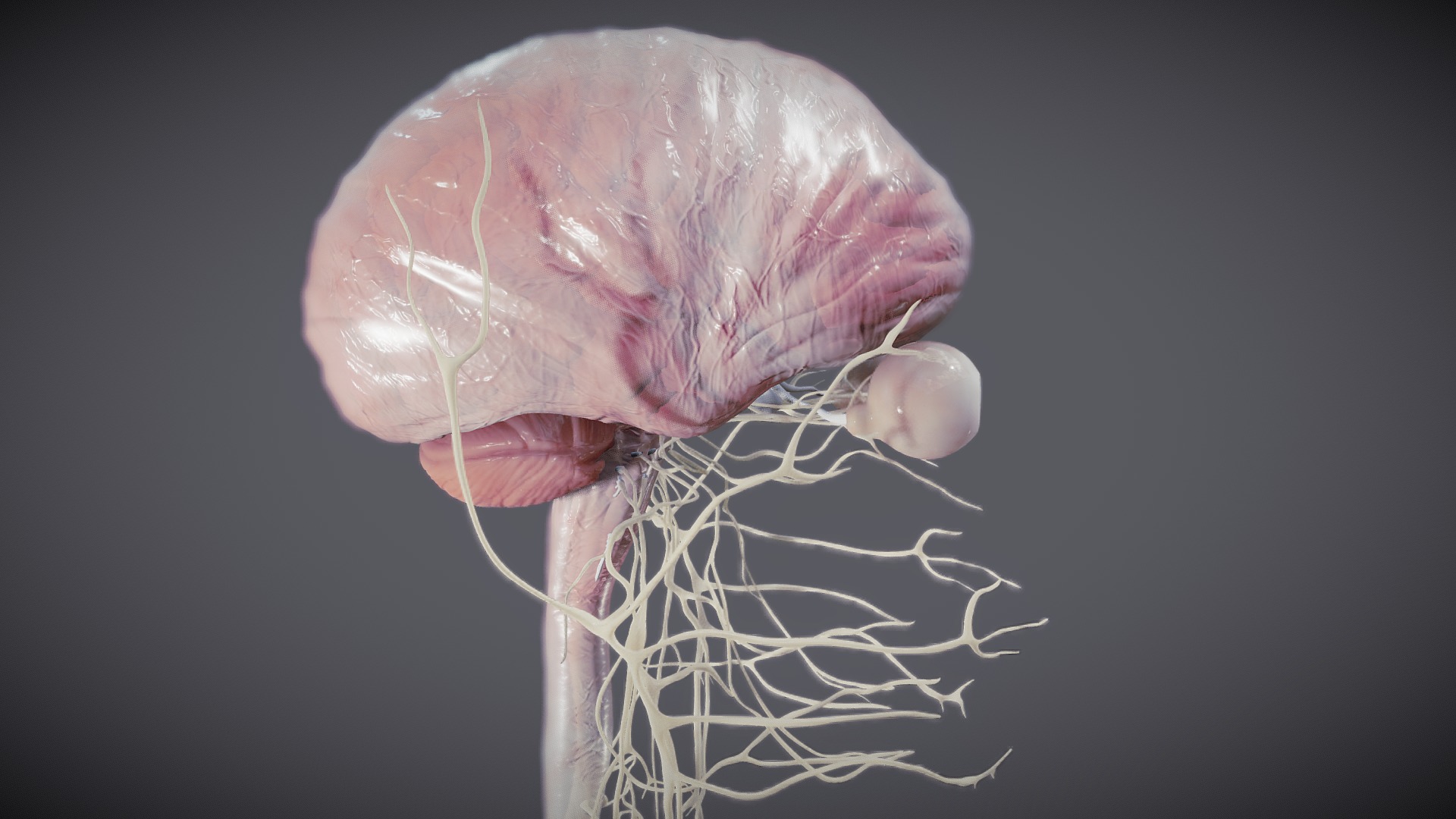 3D model Nervous system and Dura matter  . - This is a 3D model of the Nervous system and Dura matter  .. The 3D model is about a close-up of a jellyfish.