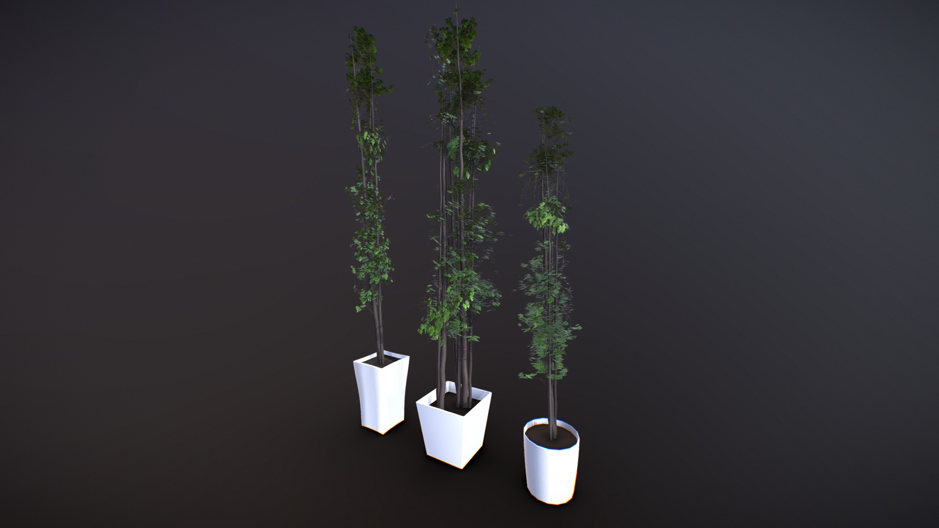 3D model Potted Mini Tree - This is a 3D model of the Potted Mini Tree. The 3D model is about a group of plants in white pots.