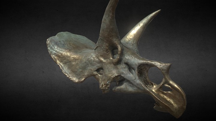 Dino Skull, 4K bronze textures, 7k tris