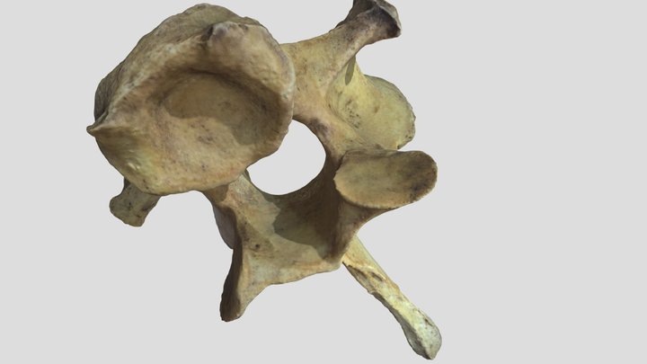 V7 FBX 3D Model