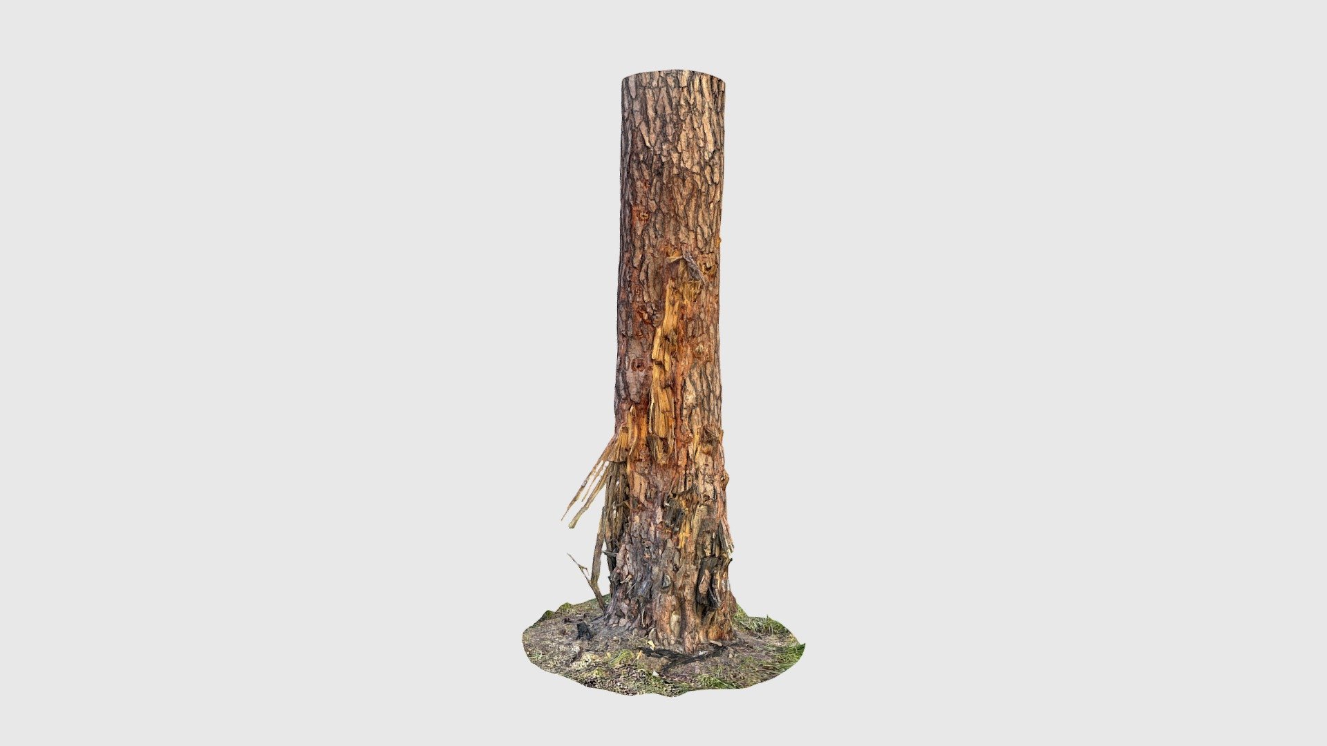 Shelled tree trunk 01