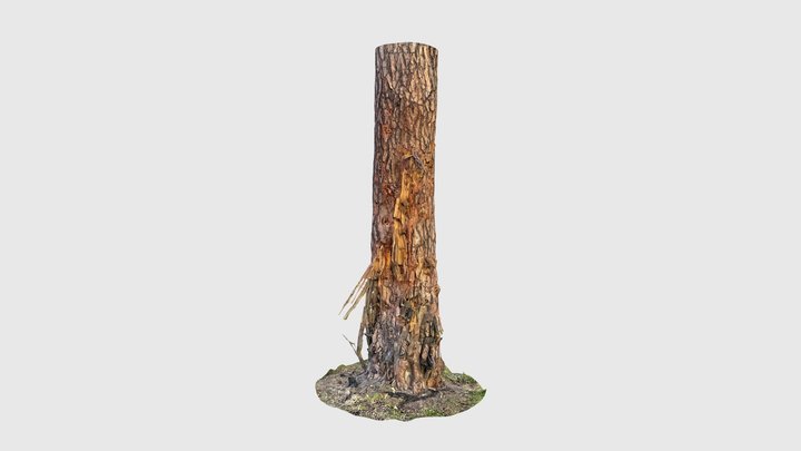 Shelled tree trunk 01 – Gratis 3D-model STL