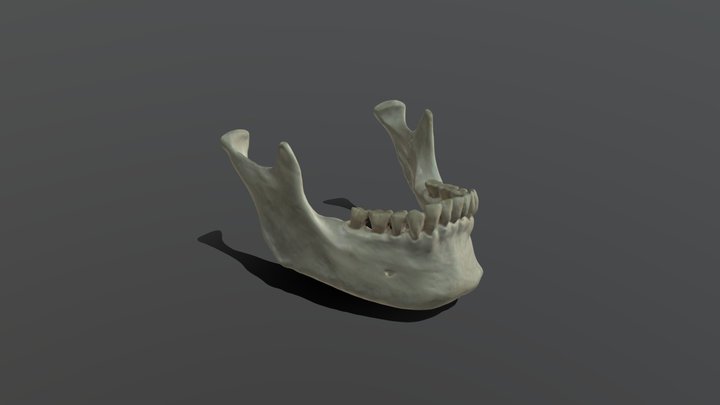 Mandible2-20250129T160755Z-001 3D Model