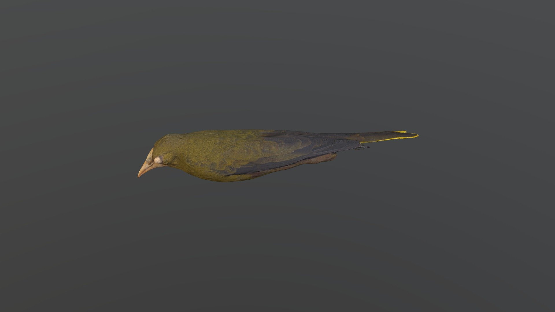 Green Oropendola - Psarocolius viridis