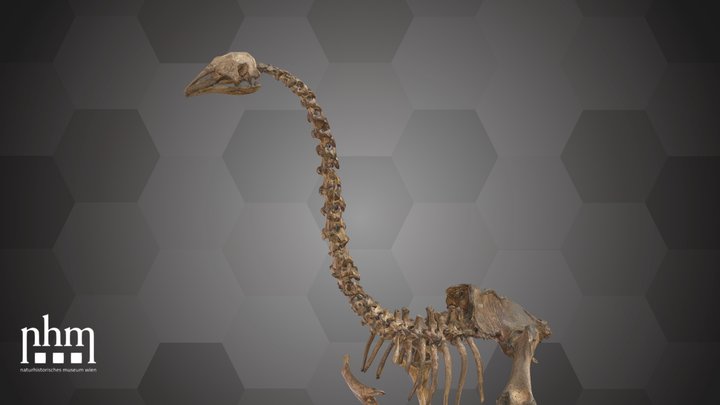 S. Stout-legged Moa (NHMW-GEO-2021/0008/0001) – Free 3D Model STL