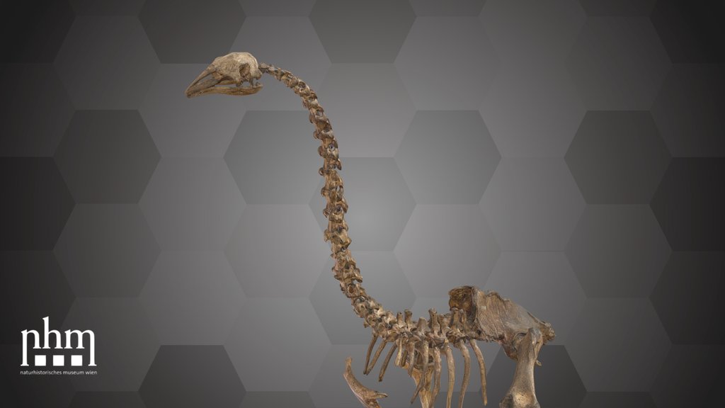 S. Stout-legged Moa (NHMW-GEO-2021/0008/0001)