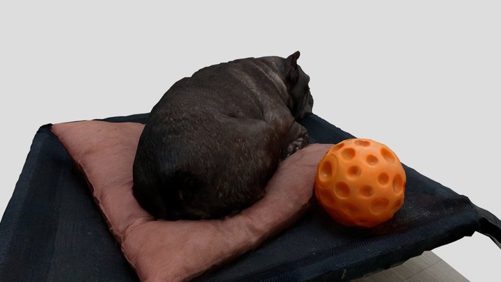 It Just My French bulldog Sleeping 3D Model