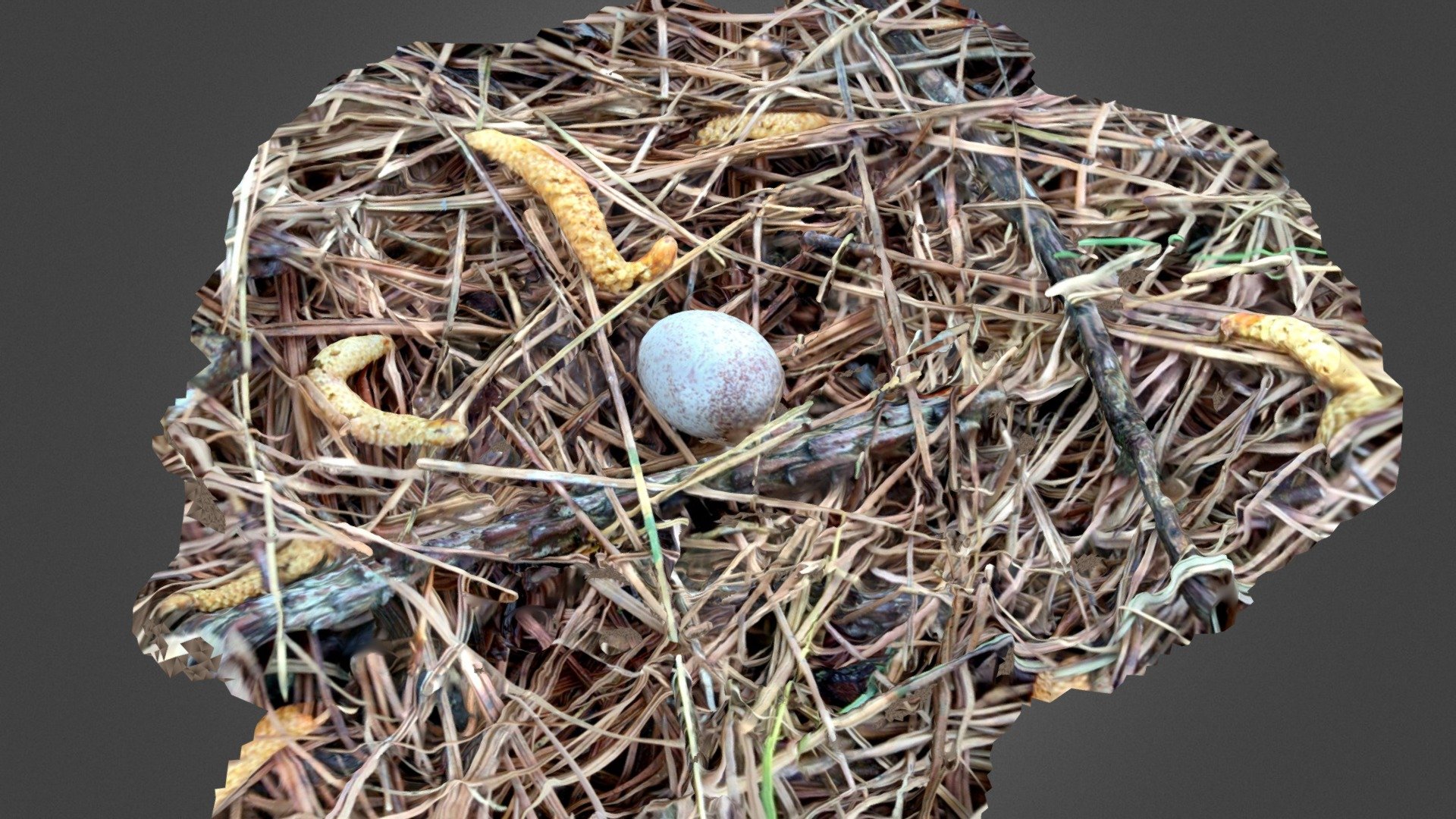 Stray Bird Egg