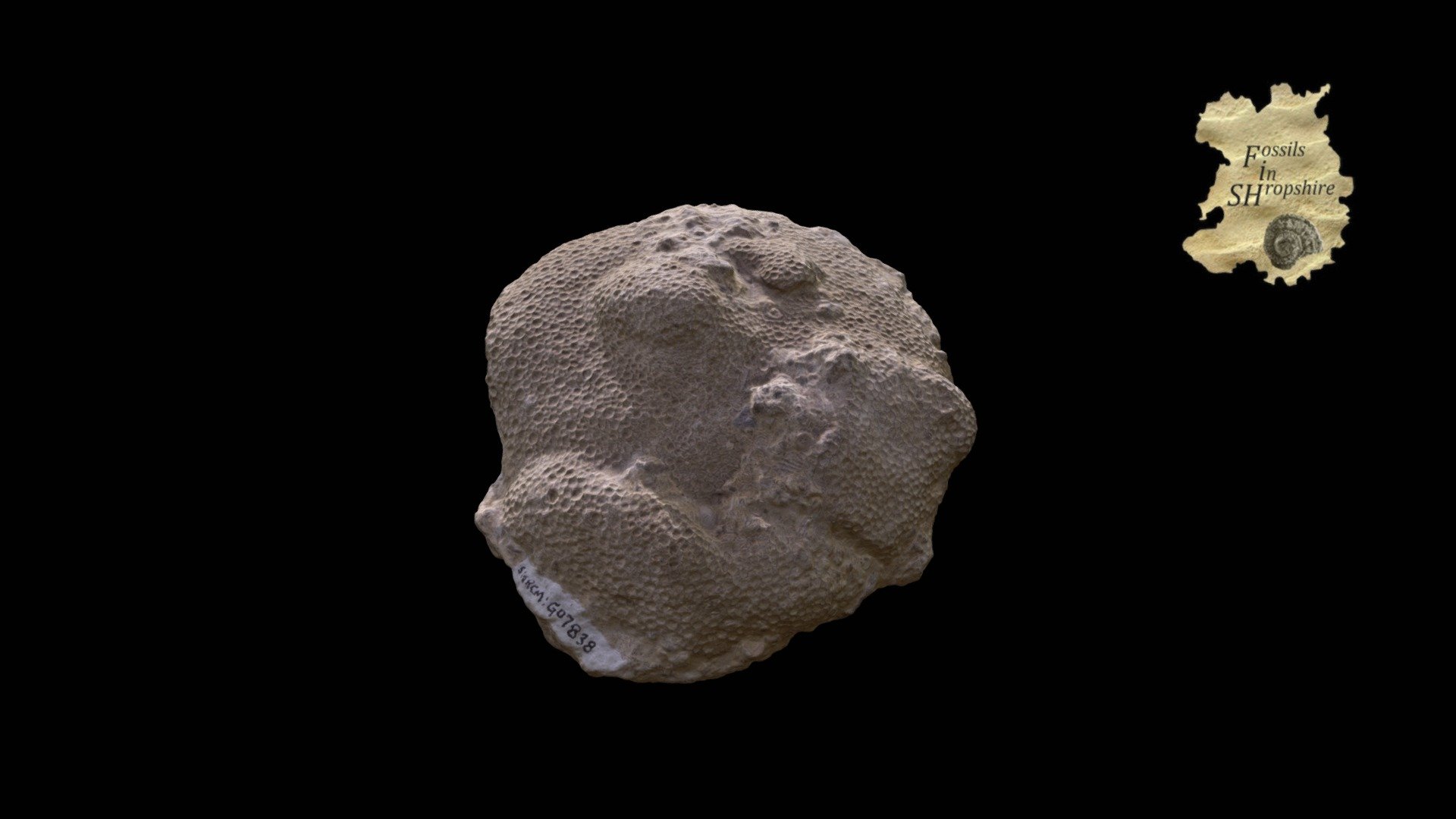 Coral - Favosites sp.