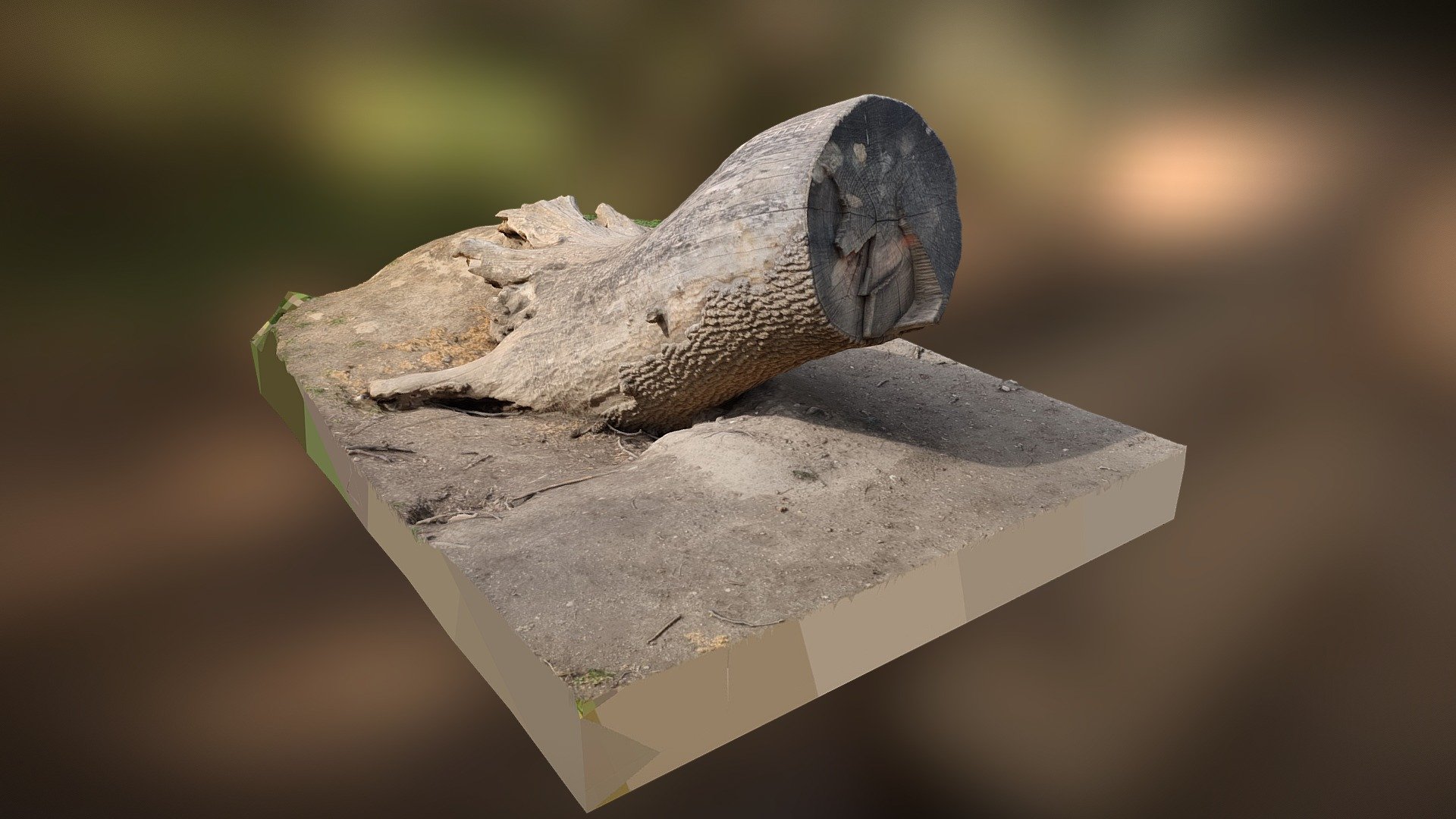 3D Scanned Tree Trunk - Download Free 3D model by hibari_solutions ...