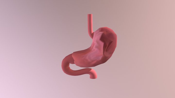 胃 3D Model