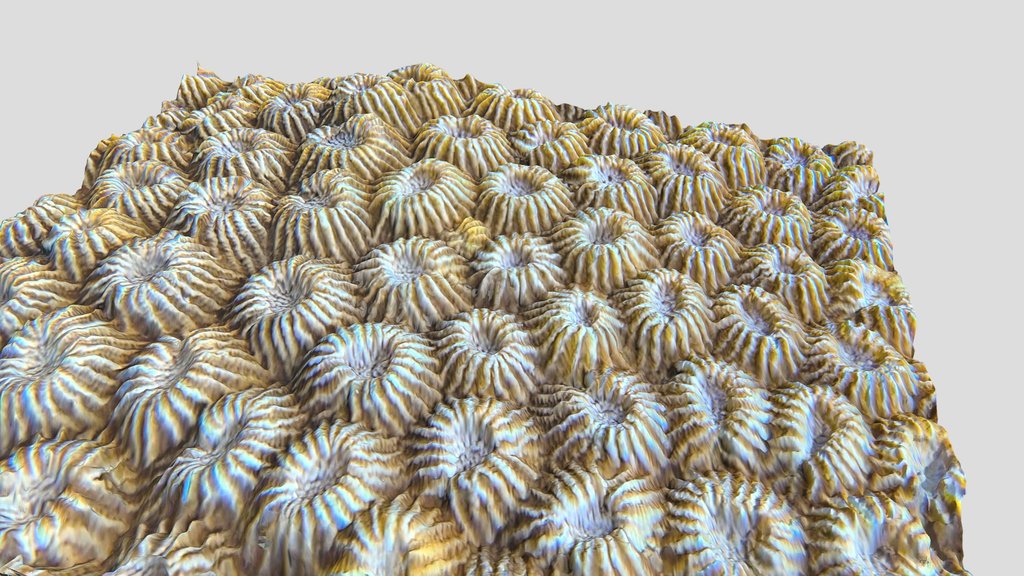 Galaxea Coral Colony - Starry Polyp Structure