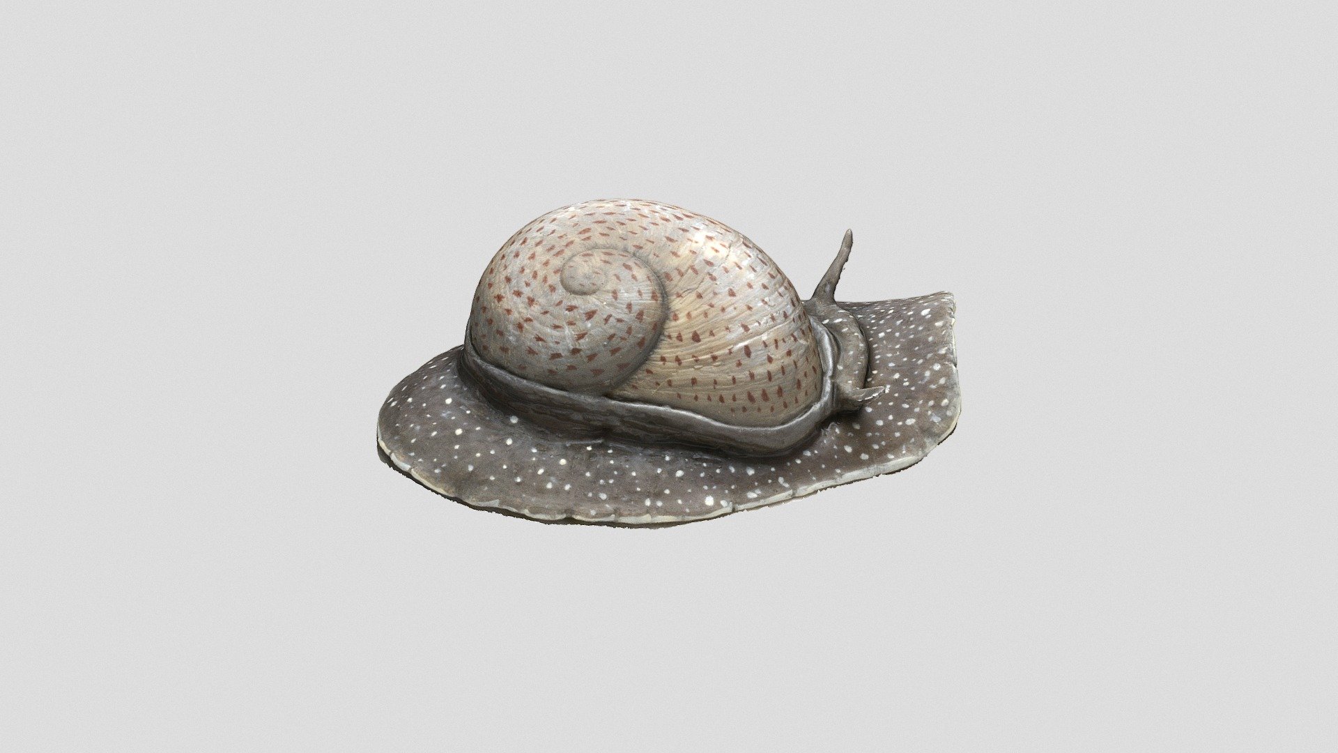 Ricostruzione di Gastropoda: