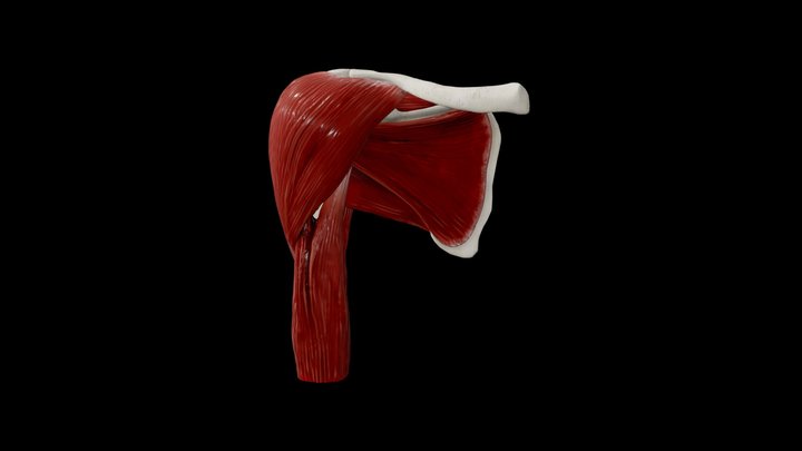 Shoulder Muscles 3D Model