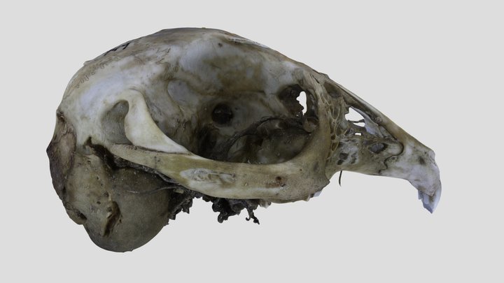 UWYMV:Mamm:6749, Brachylagus idahoensis, Crania – Free 3D Model STL
