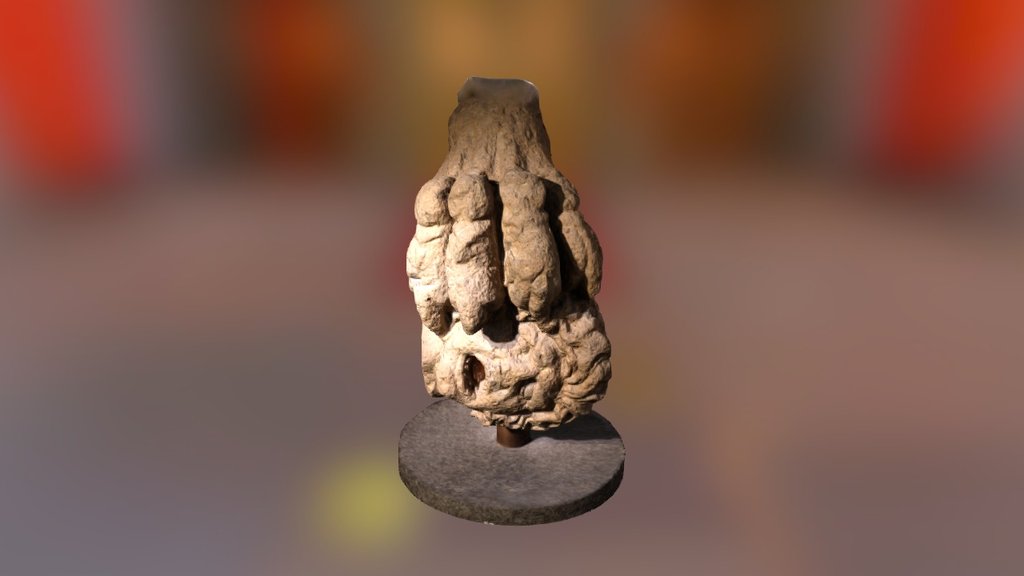 A severed head