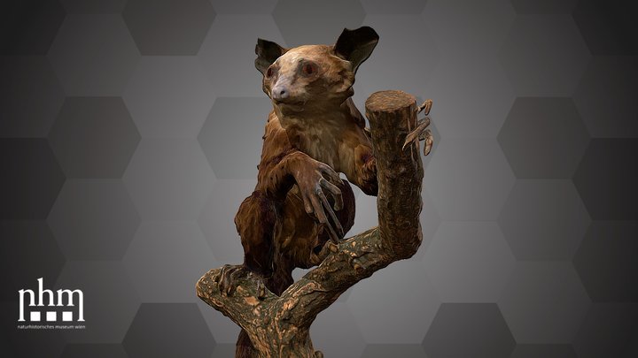 Malagasy Aye-Aye (NHMW-ZOO-MAMM-ST598) – Kostenloses 3D-Modell STL